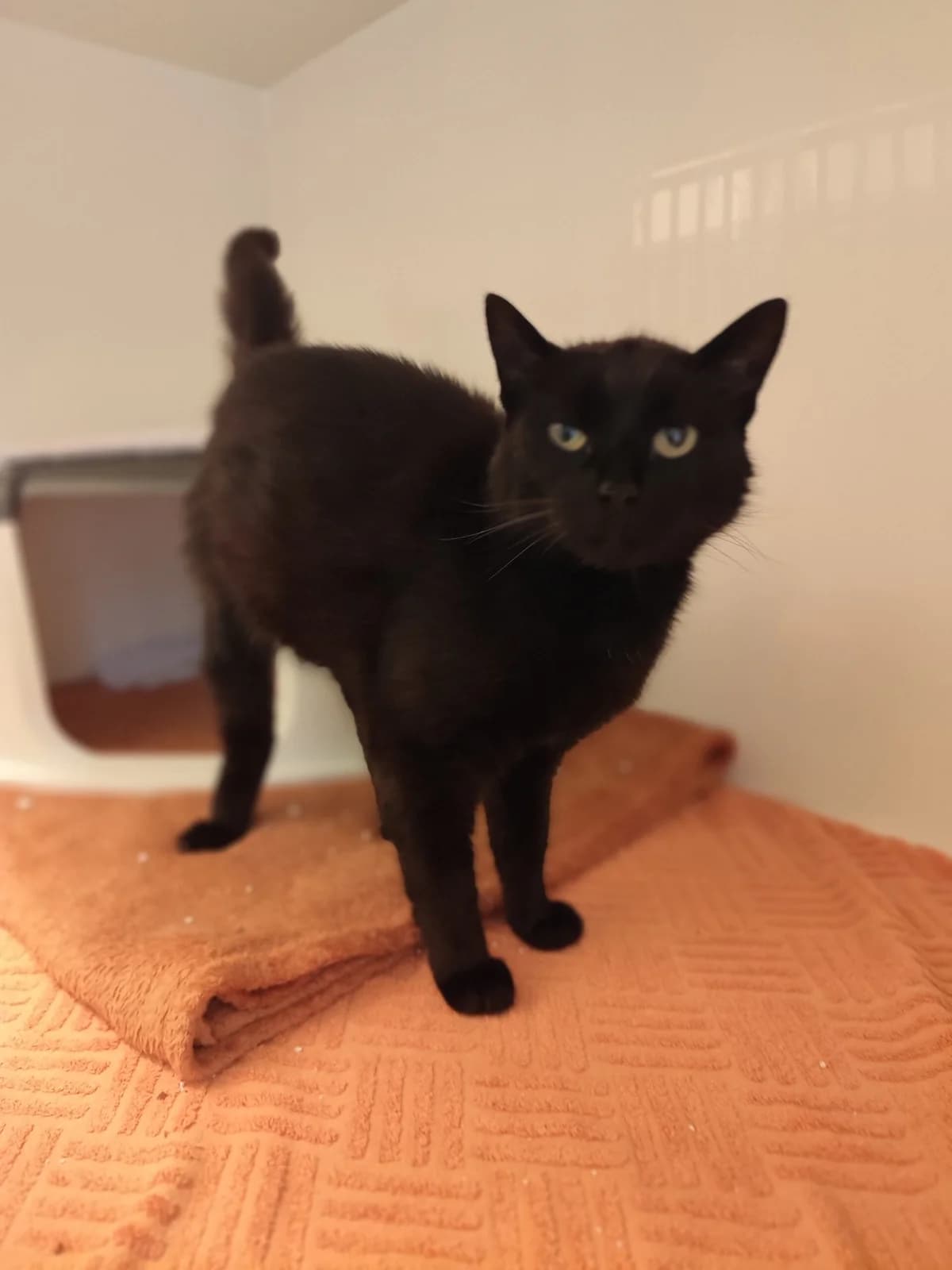 Ronni, male Mixed Breed for adoption at Tierheim Marktoberdorf, Marktoberdorf