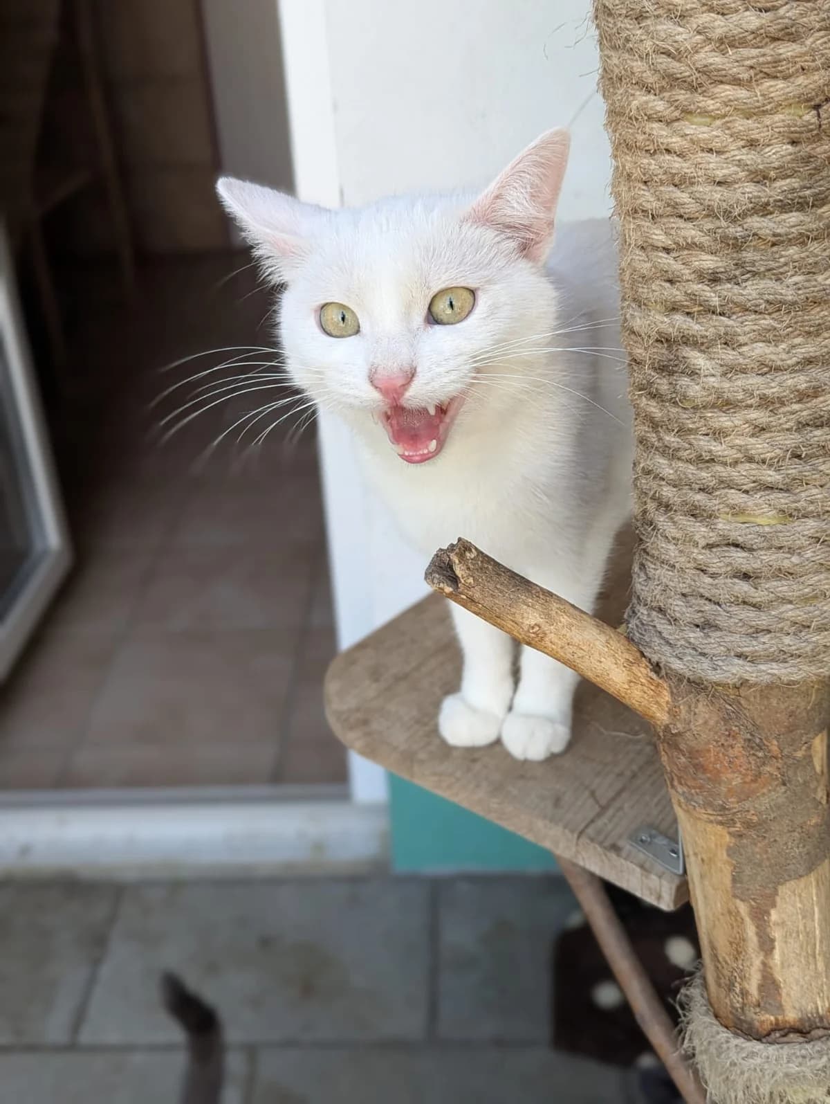 Ten, male Mixed Breed for adoption at Tierheim Marktoberdorf, Marktoberdorf