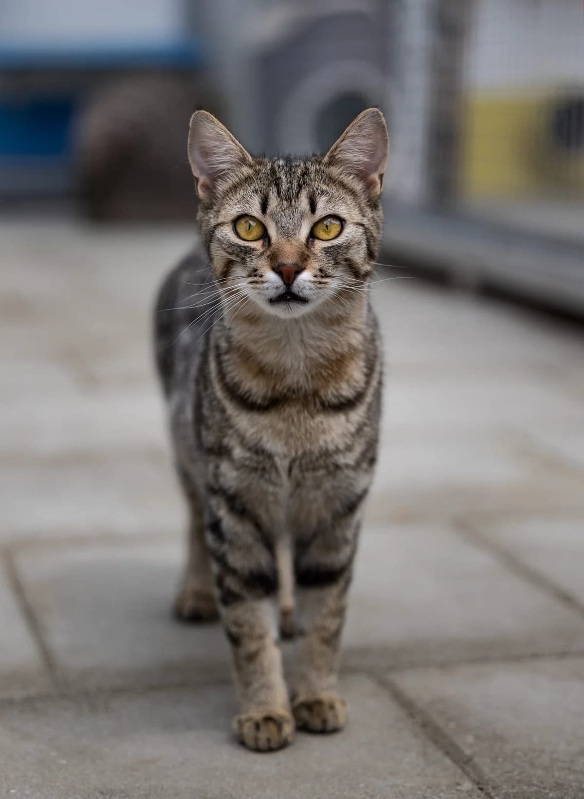 Walli Baby, male Mixed Breed for adoption at Tierheim Marktoberdorf, Marktoberdorf