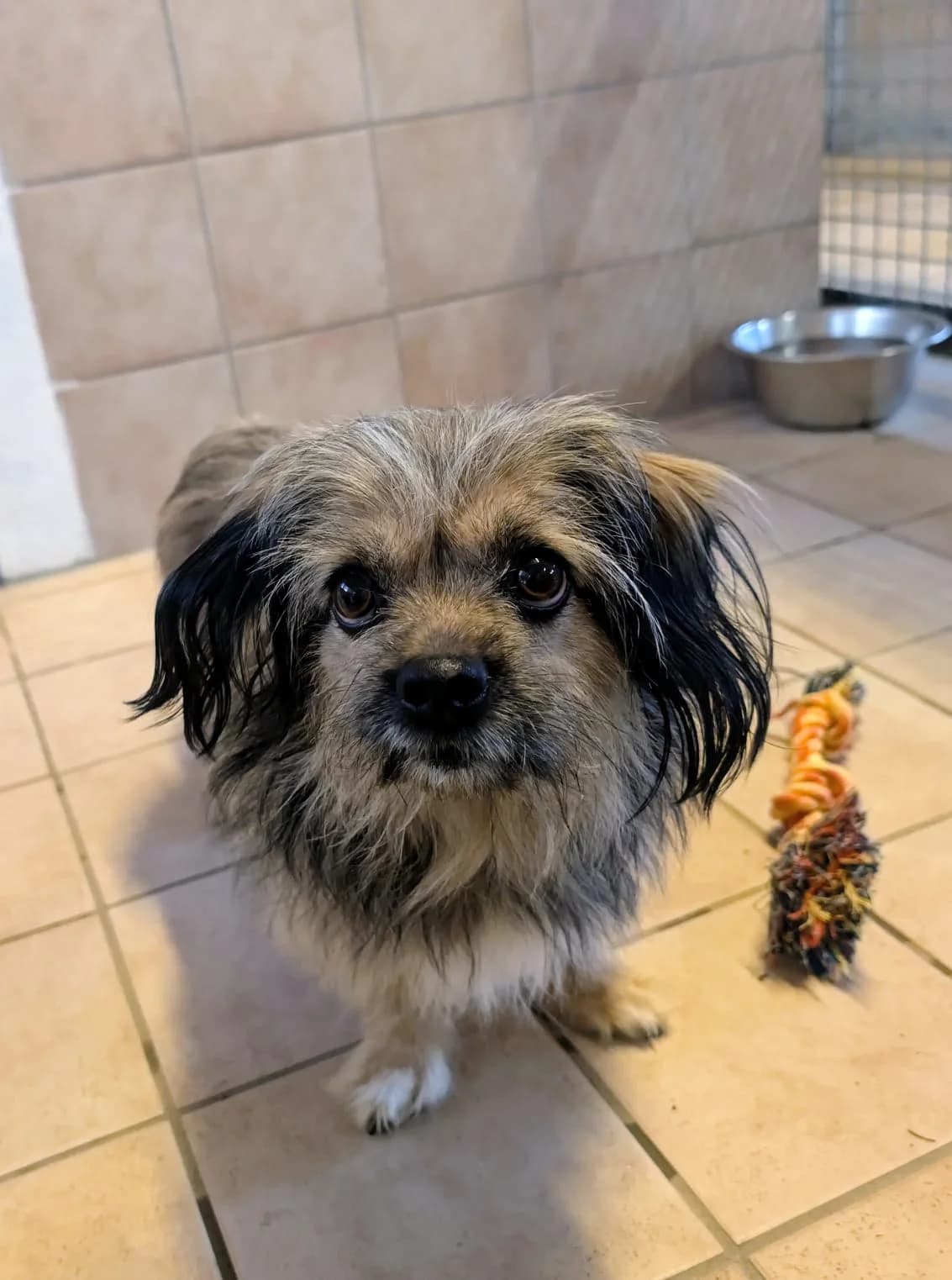 Sally, female Mixed Breed for adoption at Tierheim Marktoberdorf, Marktoberdorf