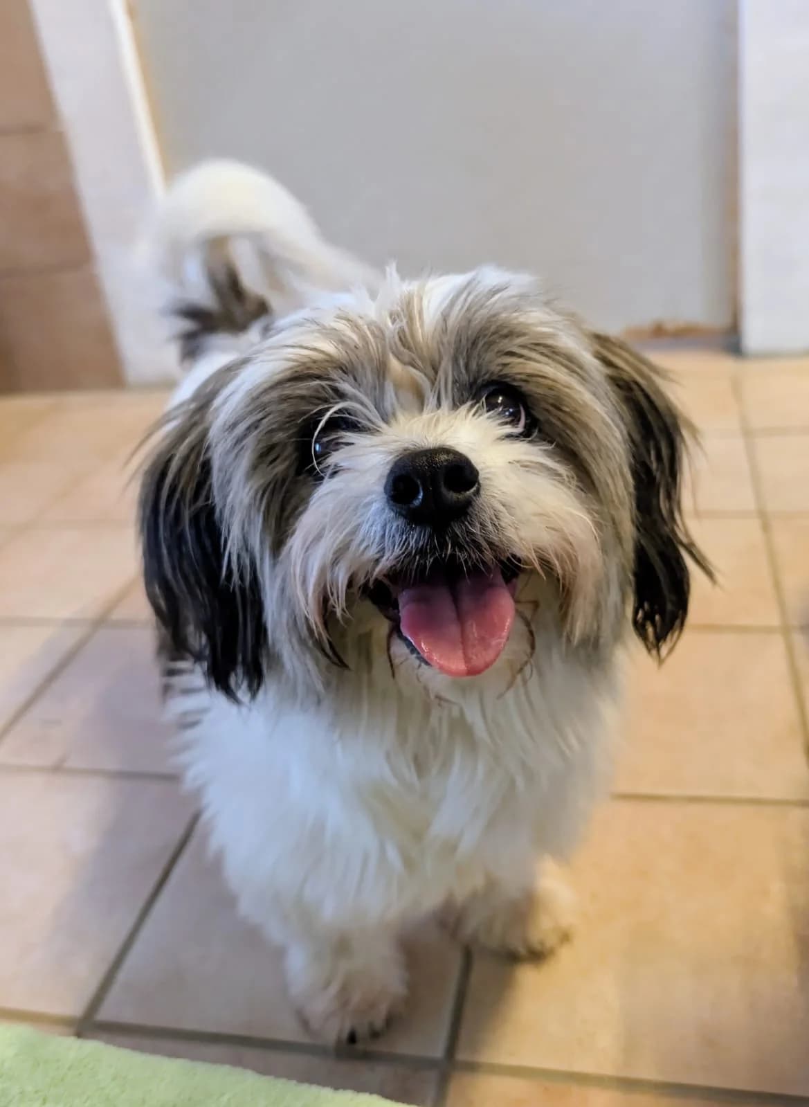 Tessa, female senior Mixed Breed for adoption at Tierheim Marktoberdorf, Marktoberdorf