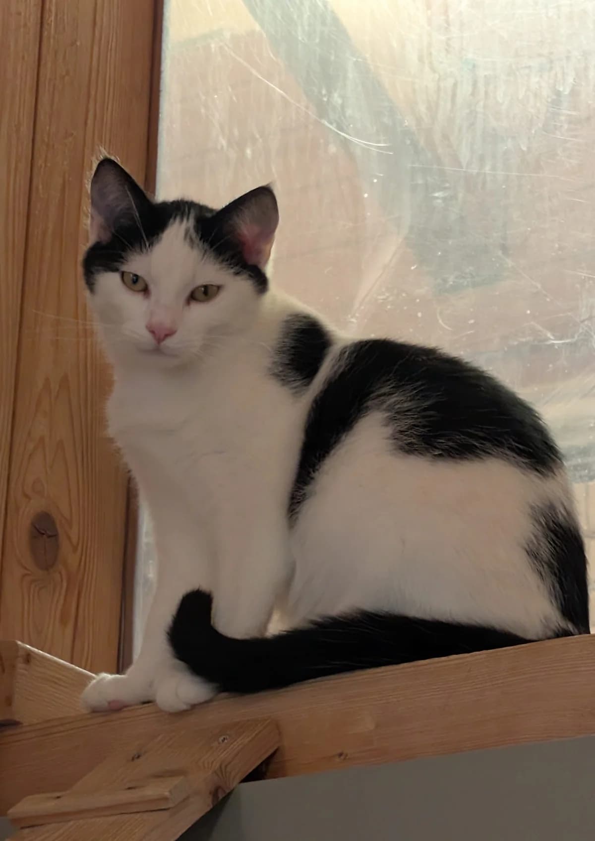 Uwe, male Mixed Breed for adoption at Tierheim Marktoberdorf, Marktoberdorf