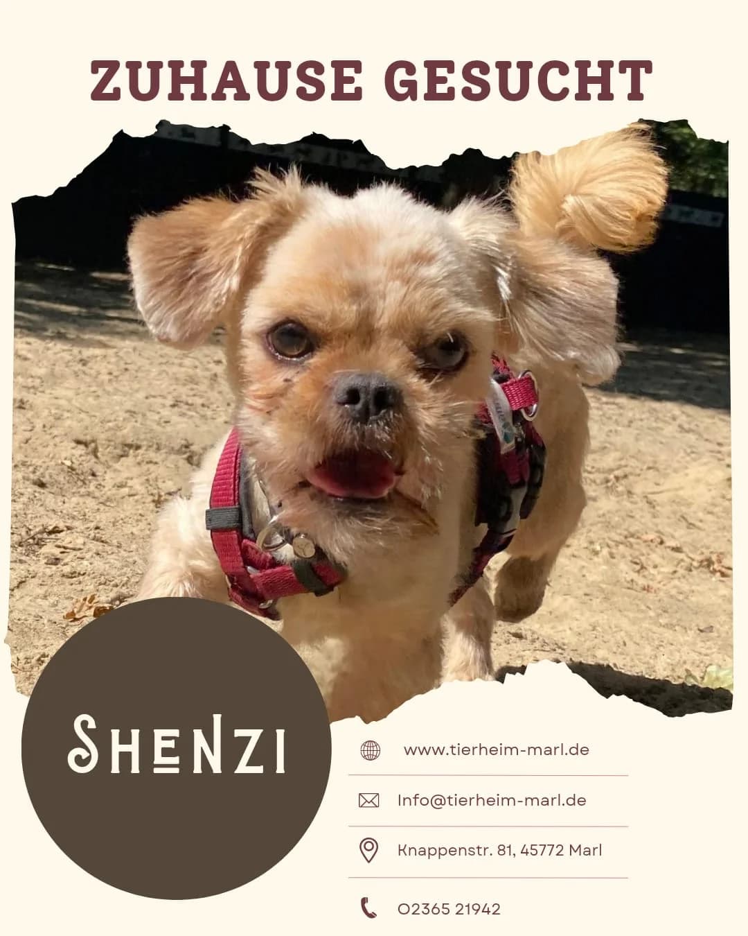 Shenzi, Mixed Breed for adoption at Tierheim Marl, Marl