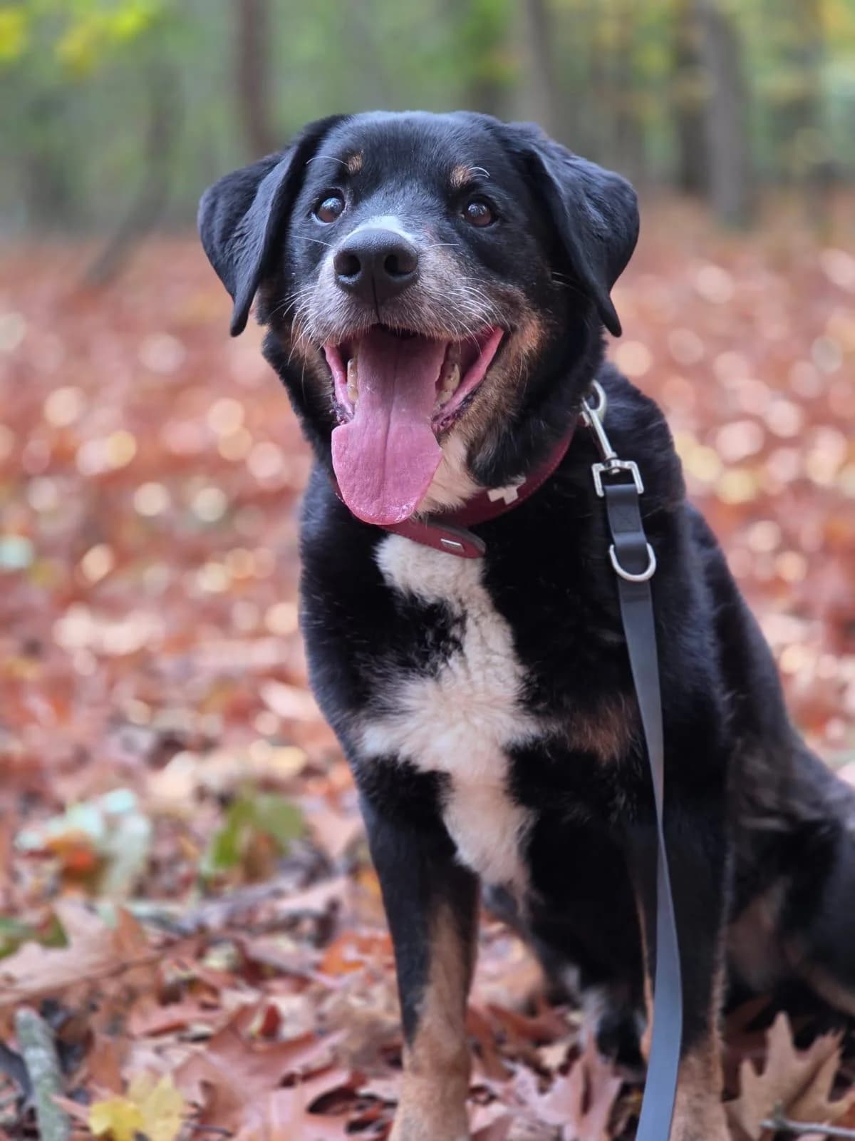 Hotte, Mixed Breed for adoption at Tierheim Marl, Marl