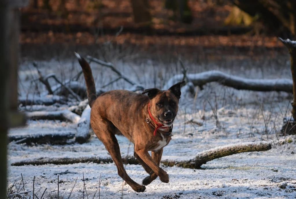 Felix, Mixed Breed for adoption at Tierheim Marl, Marl