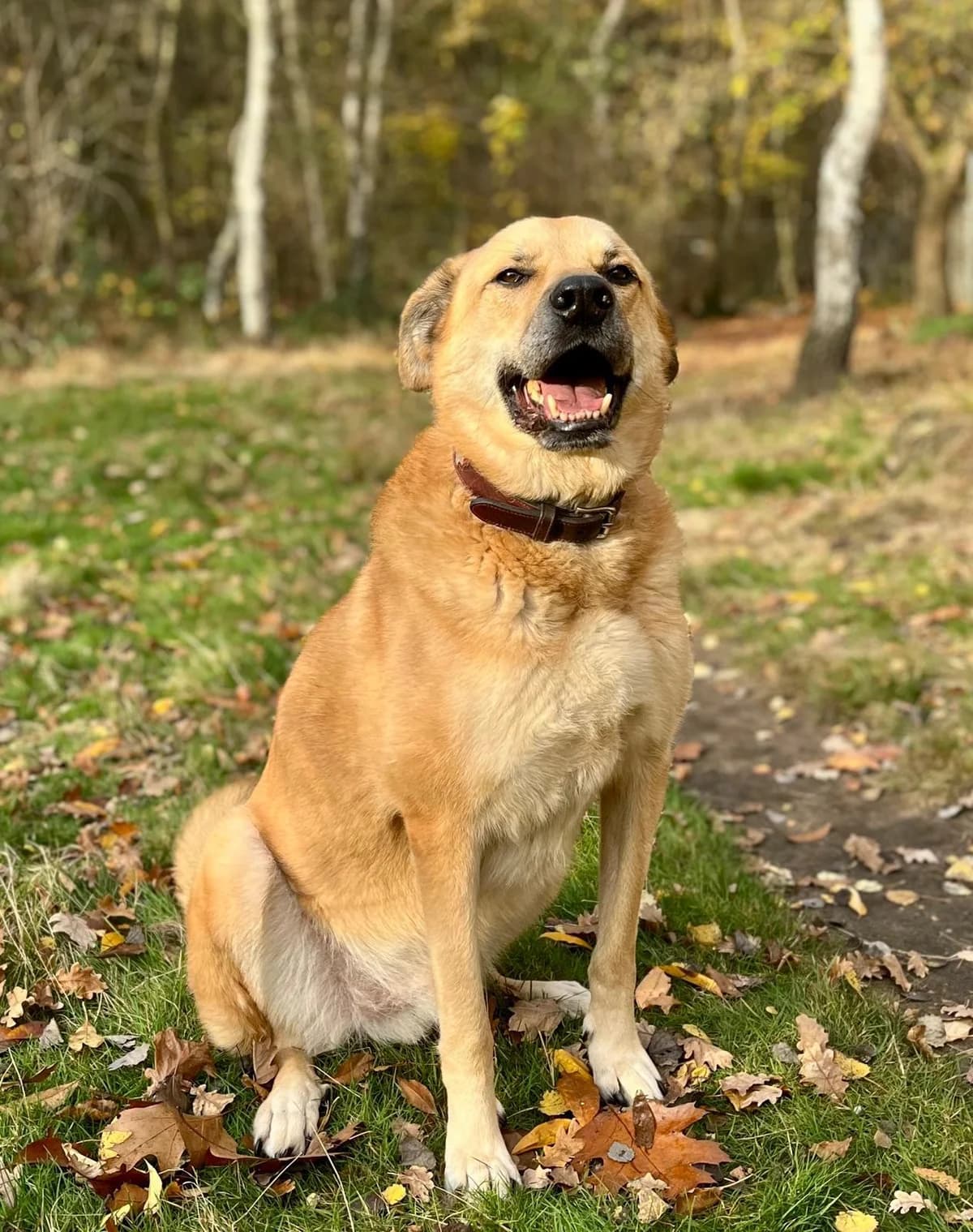 Berry, Mixed Breed for adoption at Tierheim Marl, Marl