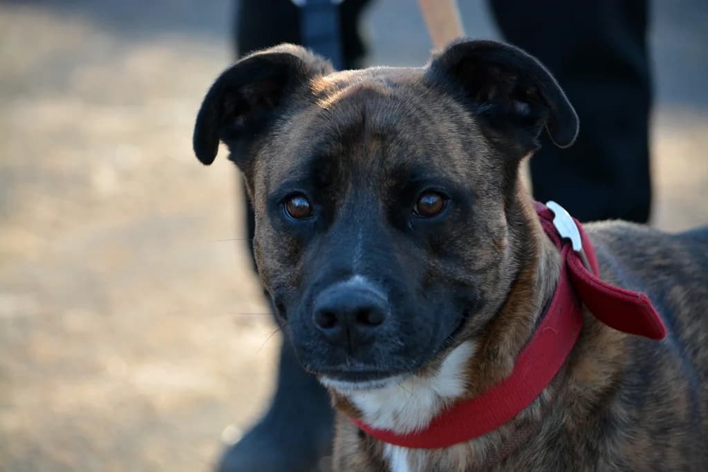 Paul, Mixed Breed for adoption at Tierheim Marl, Marl