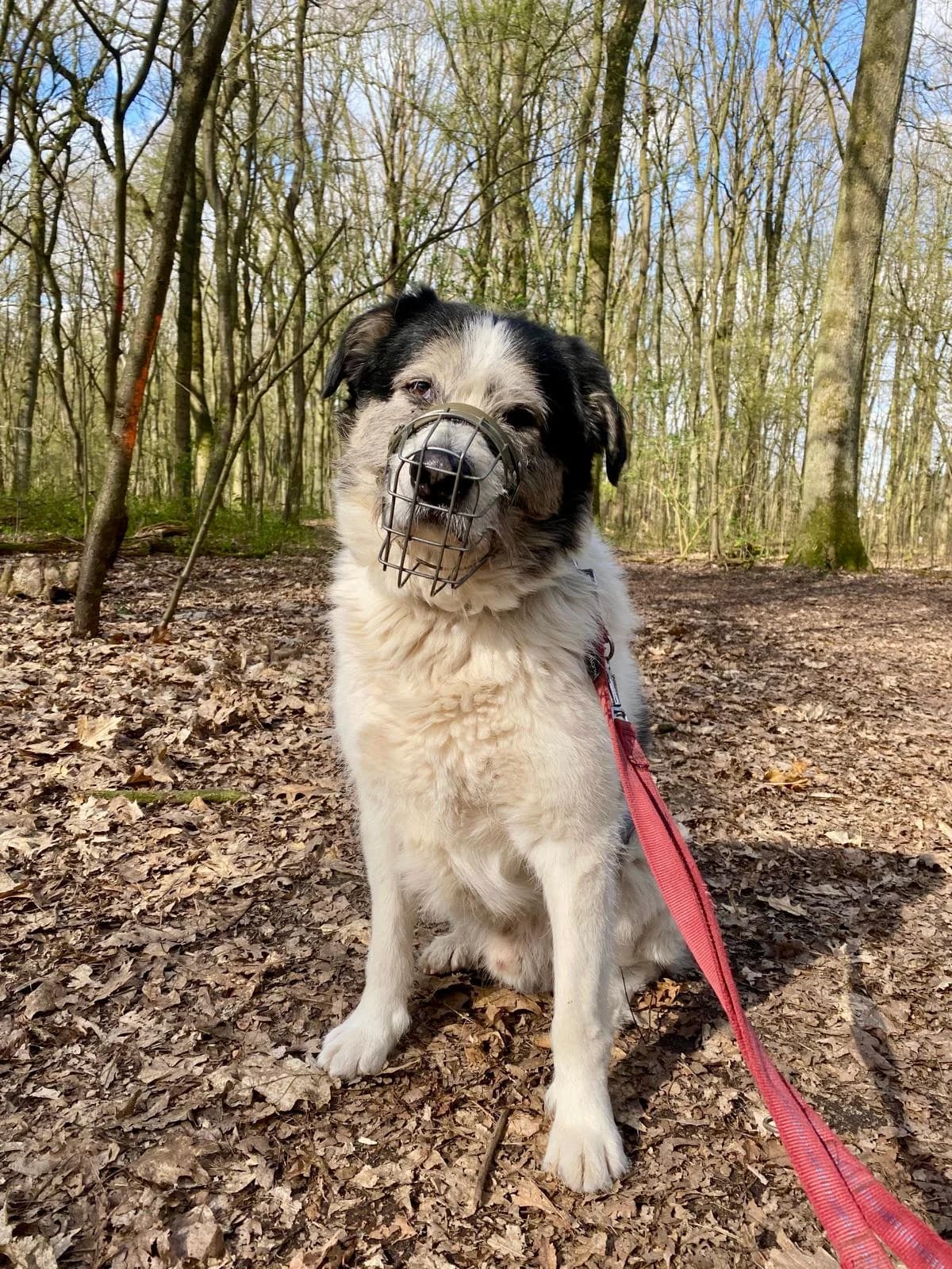 Max, Mixed Breed for adoption at Tierheim Marl, Marl