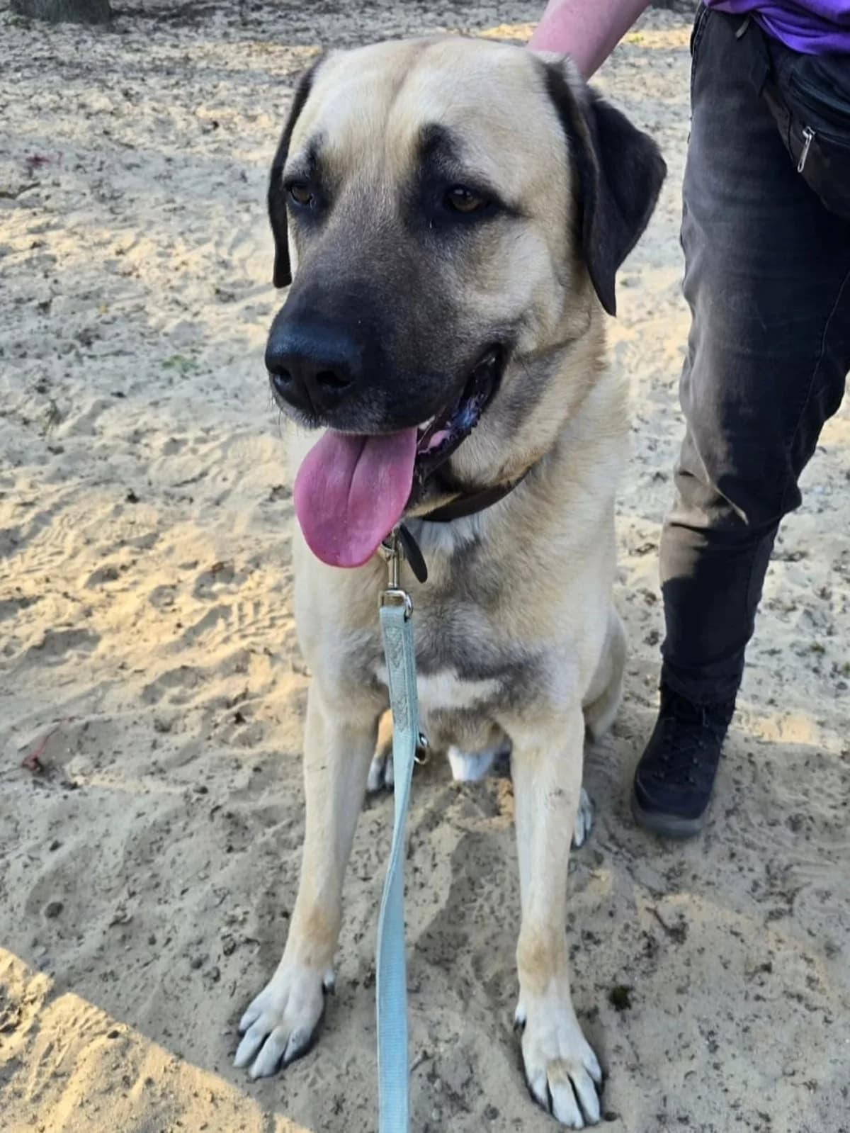 Einstein, Mixed Breed for adoption at Tierheim Marl, Marl