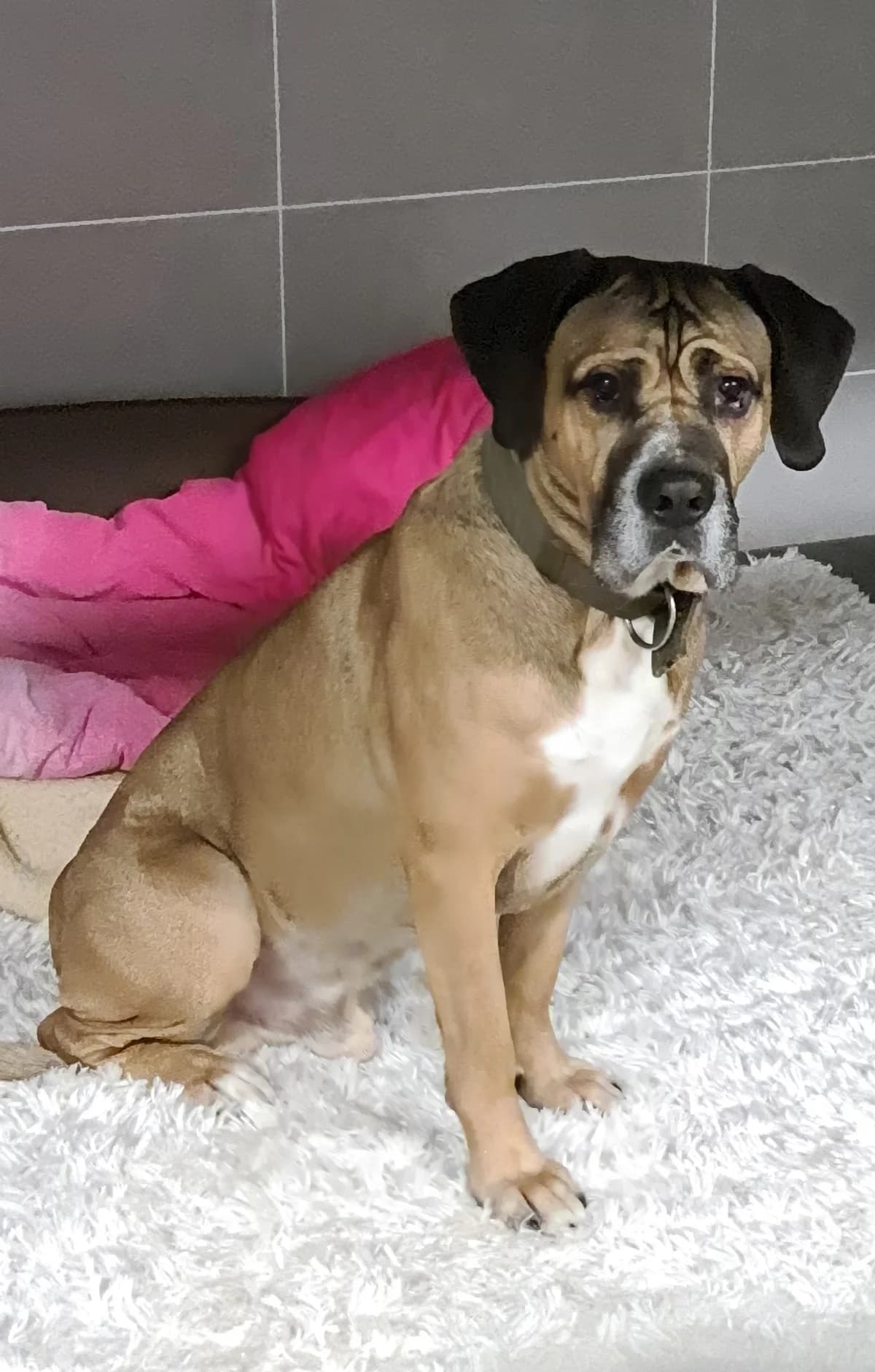 Bully, Mixed Breed for adoption at Tierheim Marl, Marl
