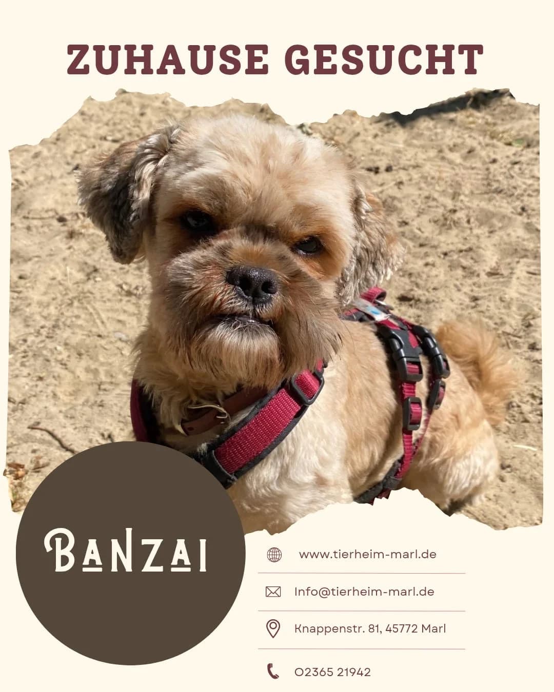 Banzai, Mixed Breed for adoption at Tierheim Marl, Marl