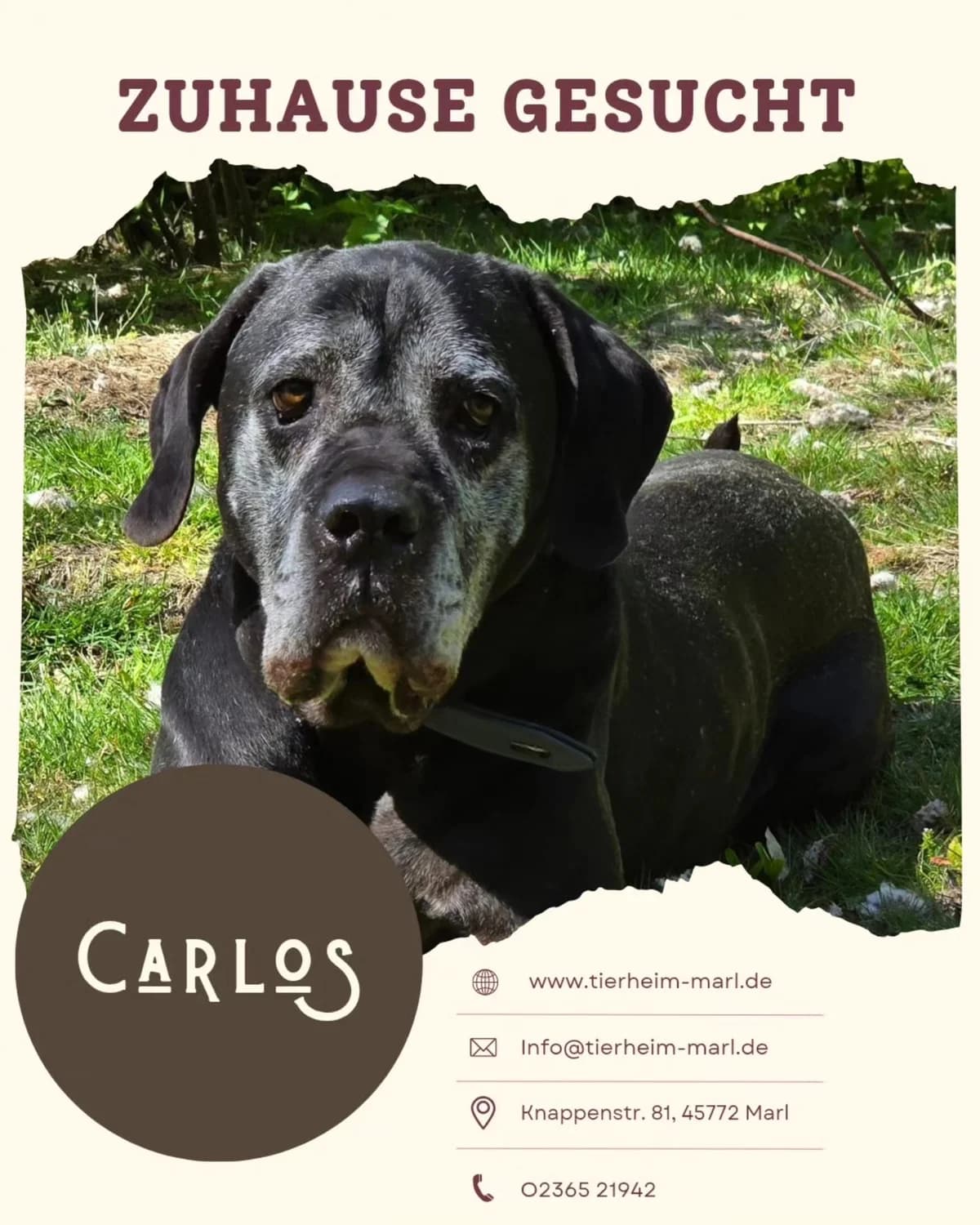 Carlos, Mixed Breed for adoption at Tierheim Marl, Marl