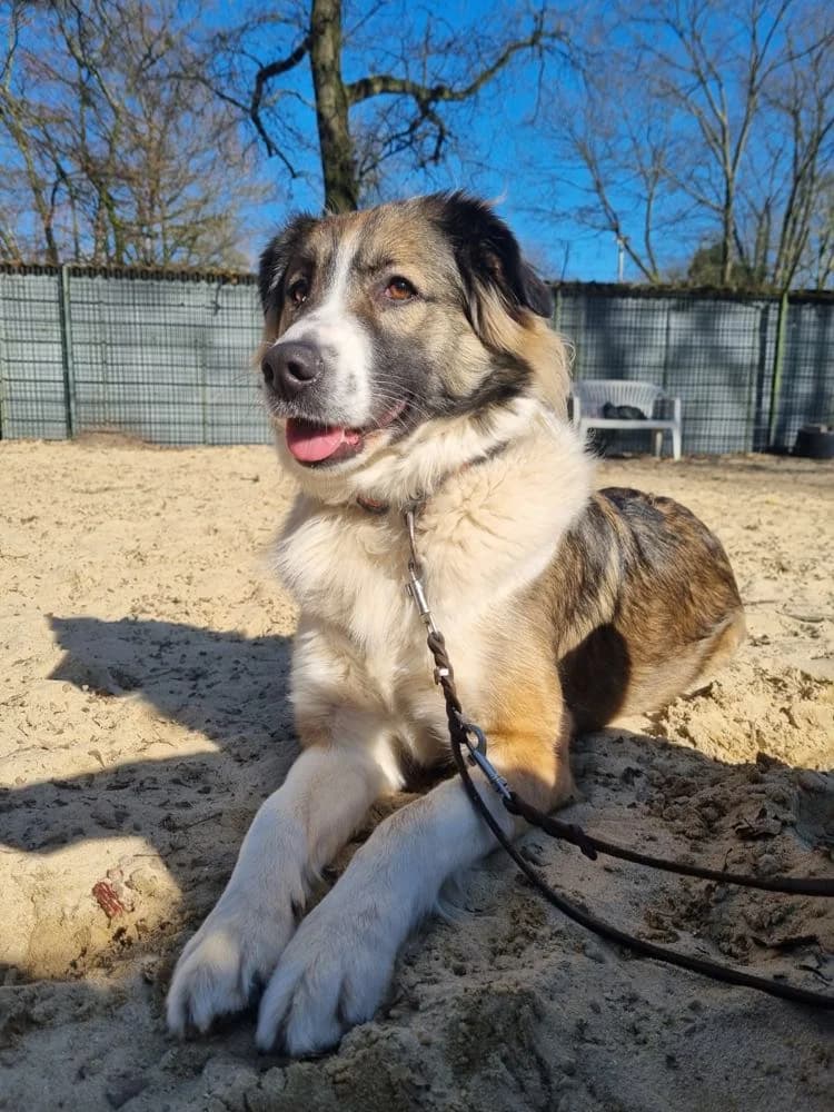 Paul, Mixed Breed for adoption at Tierheim Marl, Marl