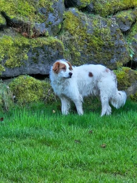 Tintim, male senior Mixed Breed for adoption at Tierheim Mayen, Mayen