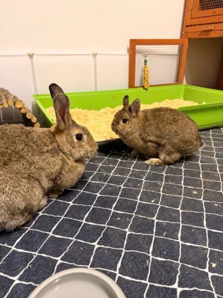 Wilma und Emil, 6yo Mixed Breed for adoption at Tierheim Mayen, Mayen