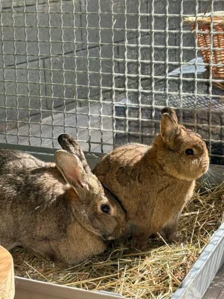 Wilma und Emil, 6yo Mixed Breed for adoption at Tierheim Mayen, Mayen