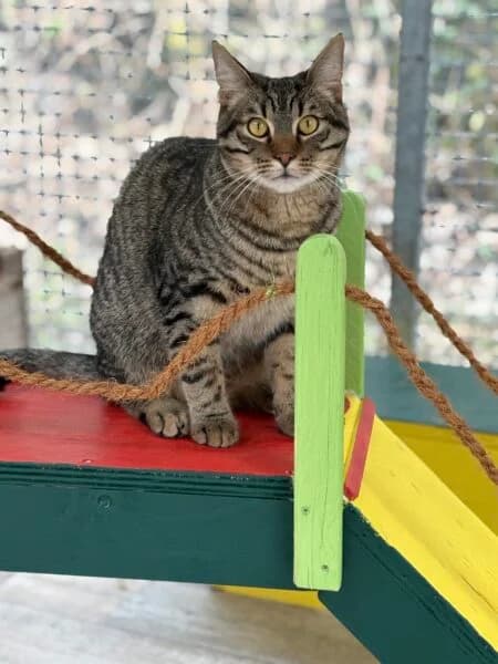 Maxi, male young mixed breed for adoption at Tierheim Mayen, Mayen