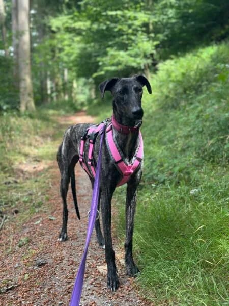 Millet, male 3yo Galgo Español for adoption at Tierheim Mayen, Mayen