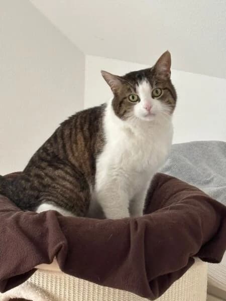 Filou, male 6yo mixed breed for adoption at Tierheim Mayen, Mayen