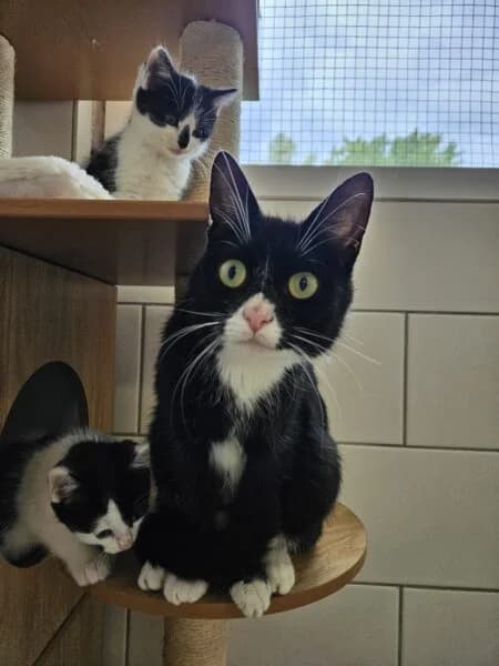 Melodie und die kleinen Müllenbacher, mixed breed for adoption at Tierheim Mayen, Mayen