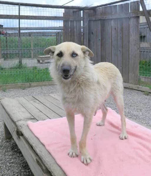 Blanche, female 3yo Mixed Breed for adoption at Tierheim Mayen, Mayen