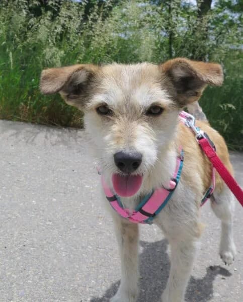 Gemma, female young Mixed Breed for adoption at Tierheim Mayen, Mayen