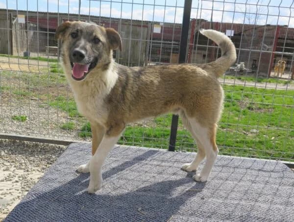 Greg, male young Mixed Breed for adoption at Tierheim Mayen, Mayen