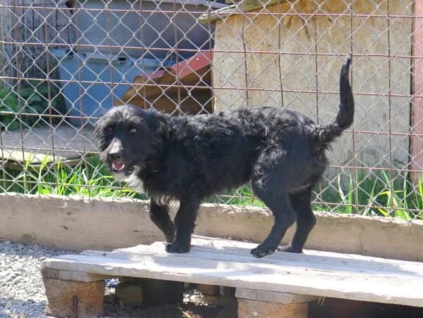 Lorenzo, male young Mixed Breed for adoption at Tierheim Mayen, Mayen