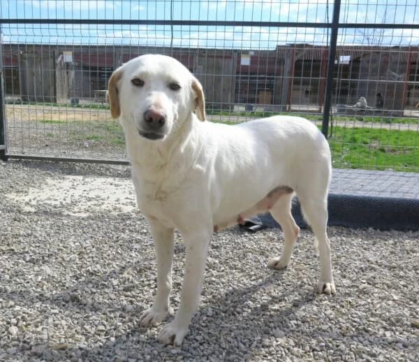 Lumi, female 4yo Mixed Breed for adoption at Tierheim Mayen, Mayen