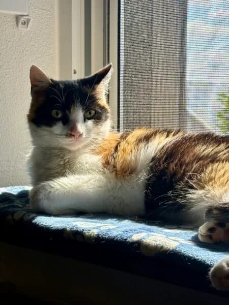 Kiki, female senior mixed breed for adoption at Tierheim Mayen, Mayen