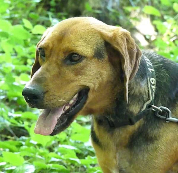 Aynale, male 5yo Mixed Breed for adoption at Tierheim Mayen, Mayen