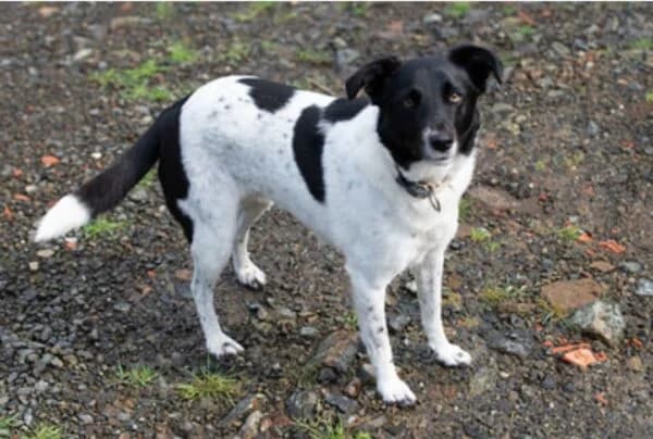 Angie, female 5yo Mixed Breed for adoption at Tierheim Mayen, Mayen