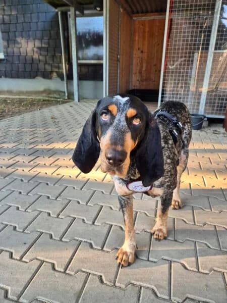 Beppo, male 3yo mixed breed for adoption at Tierheim Mayen, Mayen