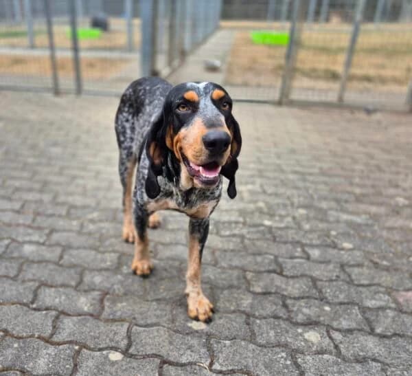 Beppo, male 3yo mixed breed for adoption at Tierheim Mayen, Mayen