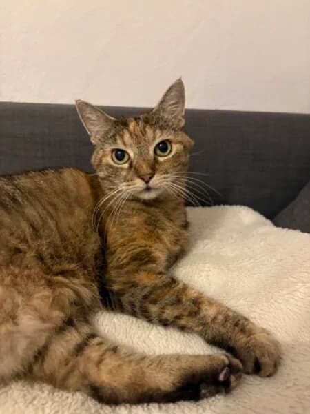 Ally McBell, female mixed breed for adoption at Tierheim Mayen, Mayen