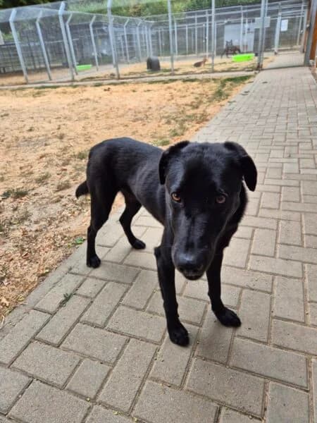 Formoso, blau male young Mixed Breed for adoption at Tierheim Mayen, Mayen