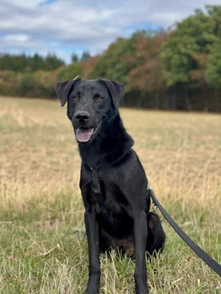 Formoso kurz Mo, blau male young Mixed Breed for adoption at Tierheim Mayen, Mayen