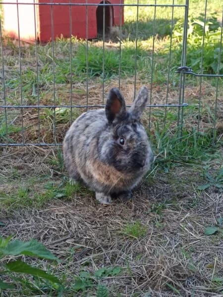 Django, male young Mixed Breed for adoption at Tierheim Mayen, Mayen