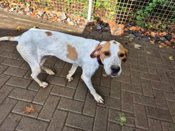 Nublo, male young Pointer for adoption at Tierheim Mayen, Mayen
