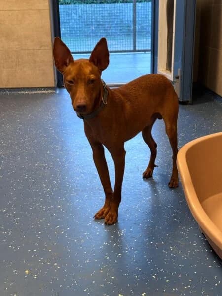 Yoshi, male puppy Podenco for adoption at Tierheim Mayen, Mayen