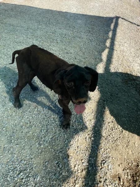 Charly, male senior Pointer for adoption at Tierheim Mayen, Mayen