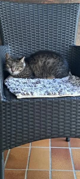 Omilie, female senior mixed breed for adoption at Tierheim Mayen, Mayen