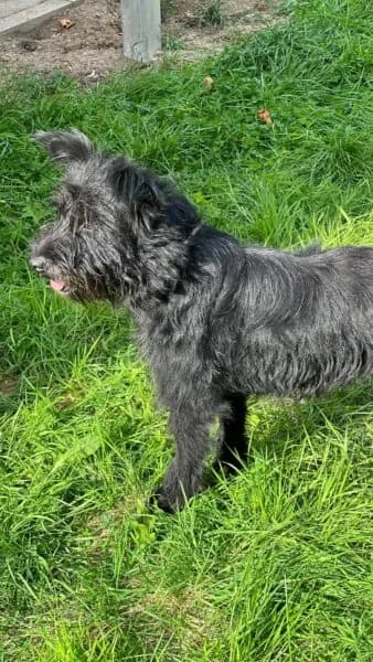 Ribizli, female young Mixed Breed for adoption at Tierheim Mayen, Mayen