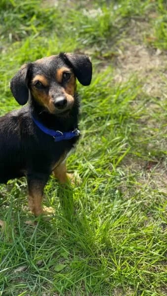 Brooke, female young Dachshund for adoption at Tierheim Mayen, Mayen