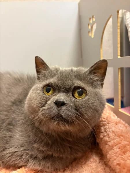 Polly, female senior British Shorthair for adoption at Tierheim Mayen, Mayen