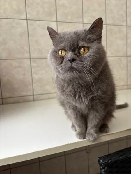 Polly, female senior British Shorthair for adoption at Tierheim Mayen, Mayen