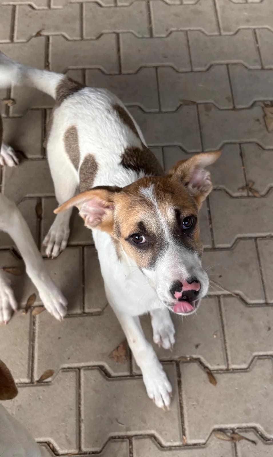 Elfi, female puppy Mixed Breed for adoption at Tierheim Mayen, Mayen