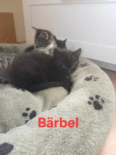 BΓ€rbel, Gandalf, Gretel, Gisbert, Gerda und Ginger, puppy mixed breed for adoption at Tierheim Mayen, Mayen