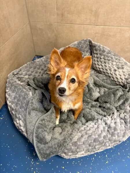 Trudy, female senior Mixed Breed for adoption at Tierheim Mayen, Mayen