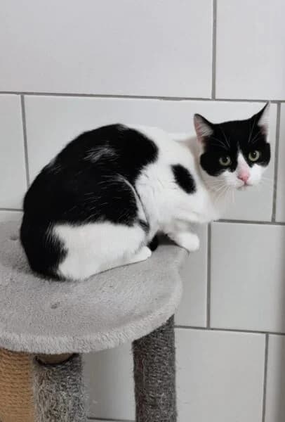 Snoopy, male young mixed breed for adoption at Tierheim Mayen, Mayen